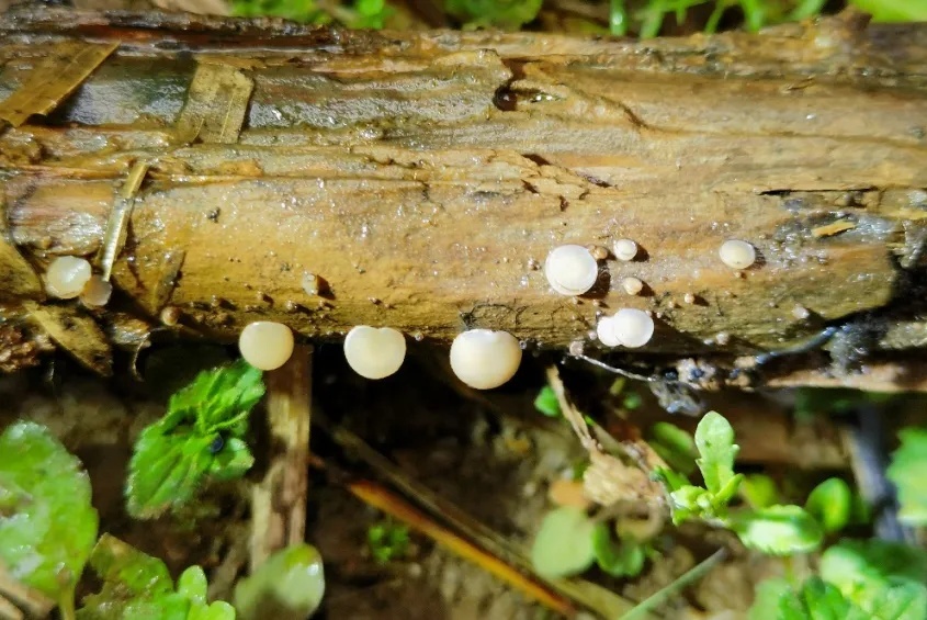 杭州余杭发现4个中国新记录物种