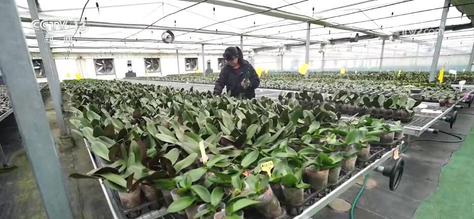 “小”花朵成致富“大”产业 花卉产业“一路生花”激活千亿产业链