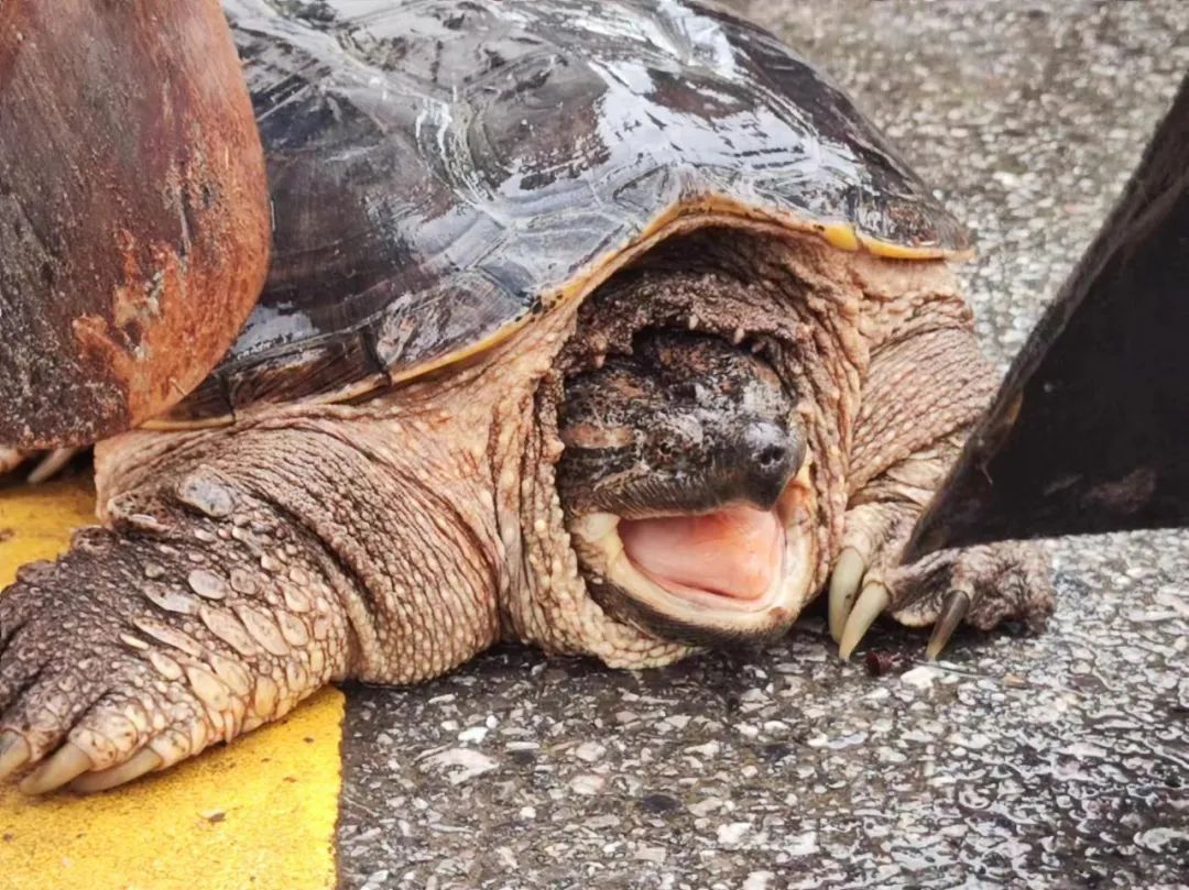 路边惊现“巨龟”？千万别放生！