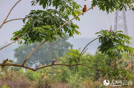 难得一见!红唇鹳嘴翡翠捕鱼特写 难得一见!红唇鹳嘴翡翠捕鱼特写