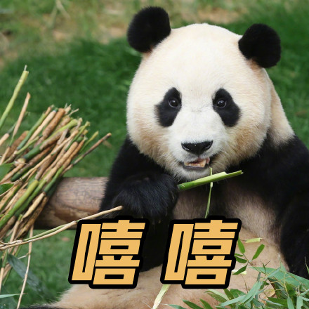 上新了！调皮福宝专属表情包