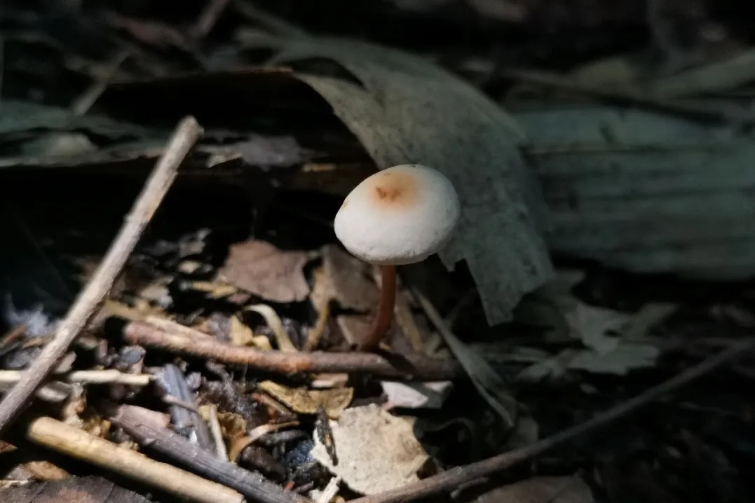 杭州余杭发现4个中国新记录物种