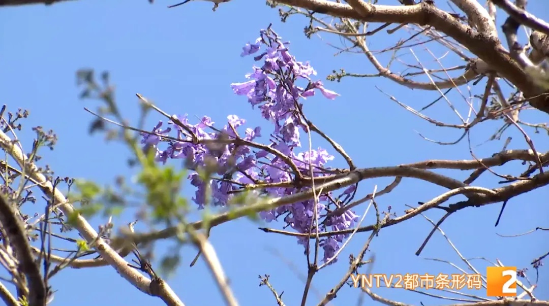 昆明蓝花楹开了？游客专程来打卡，结果……