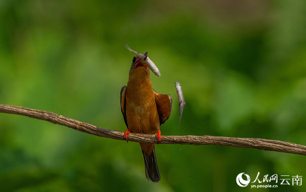 难得一见!红唇鹳嘴翡翠捕鱼特写 难得一见!红唇鹳嘴翡翠捕鱼特写