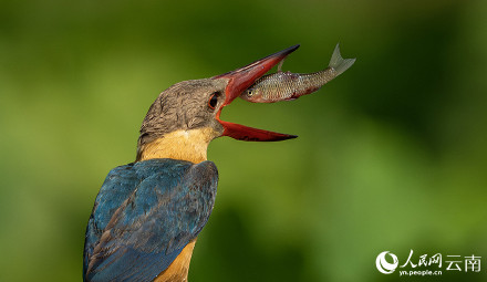 难得一见!红唇鹳嘴翡翠捕鱼特写 难得一见!红唇鹳嘴翡翠捕鱼特写