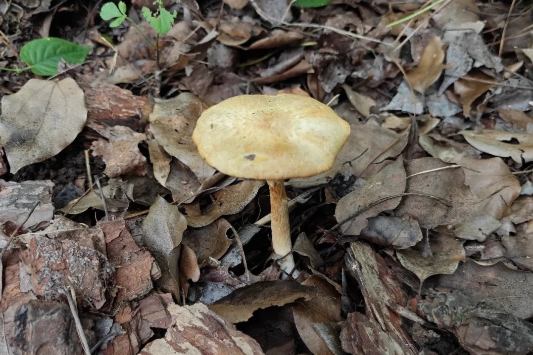 杭州余杭发现4个中国新记录物种