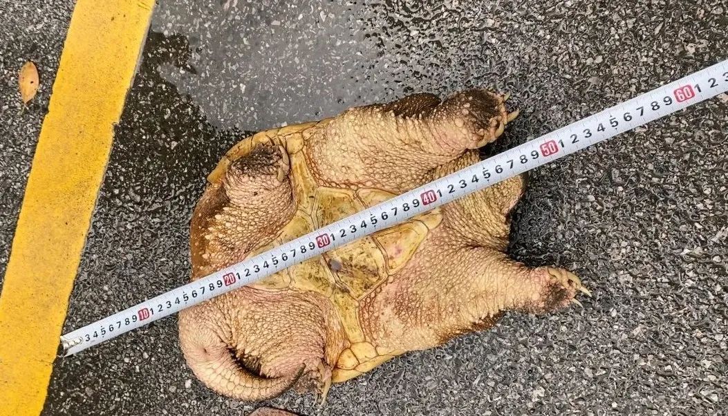 路边惊现“巨龟”？千万别放生！