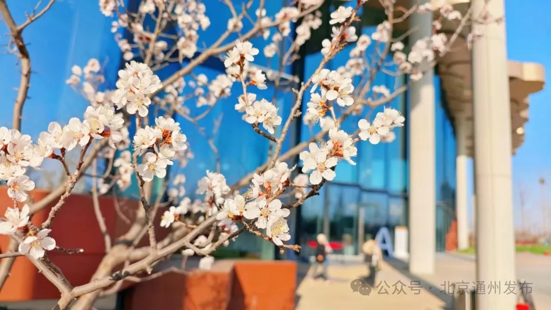 太美啦！北京城市副中心推出三条“赏花+”特色路线！快来打卡~