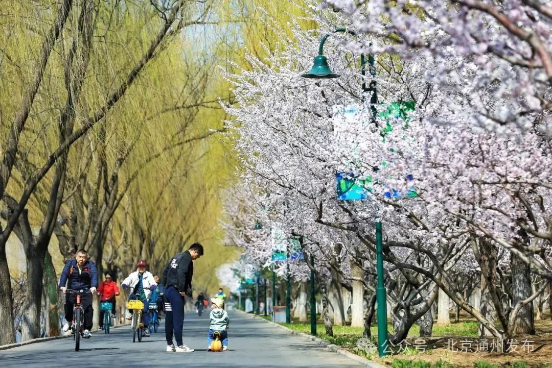 太美啦！北京城市副中心推出三条“赏花+”特色路线！快来打卡~