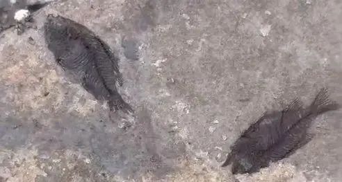 佛山发现来自6000万年前的“鱼”！