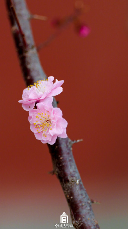 故宫梅花惊艳盛放