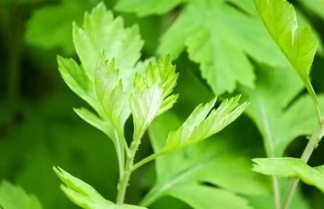 春天第一口美味来袭！艾糍清香甜糯，怎么吃才更健康？