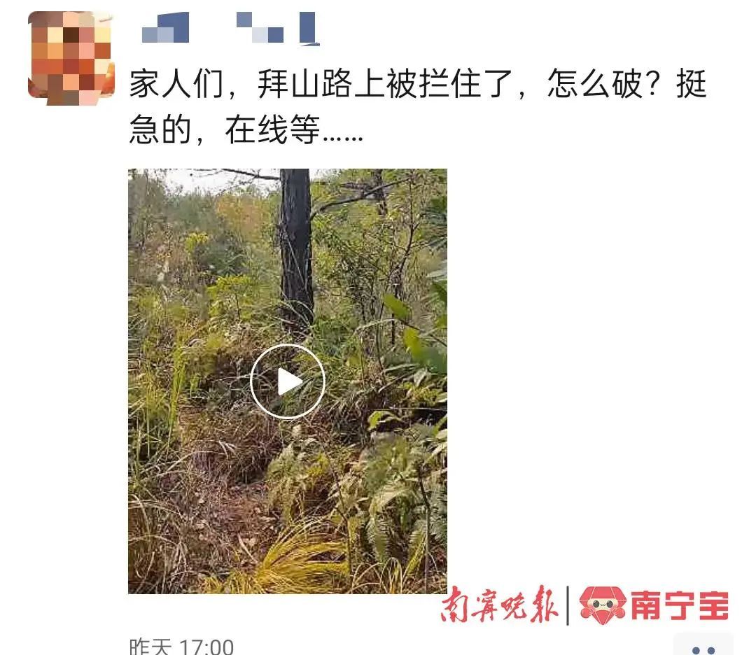 清明踏青祭祖，警惕虫蚁叮咬！
