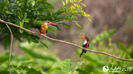 难得一见!红唇鹳嘴翡翠捕鱼特写 难得一见!红唇鹳嘴翡翠捕鱼特写