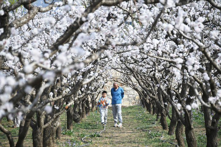 北京平谷：杏花绽放春意浓
