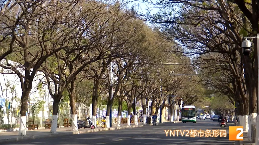 昆明蓝花楹开了？游客专程来打卡，结果……