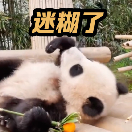 上新了！调皮福宝专属表情包