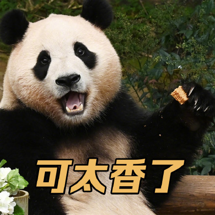 上新了！调皮福宝专属表情包