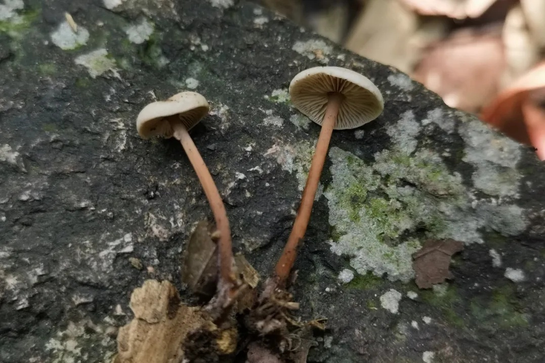 杭州余杭发现4个中国新记录物种