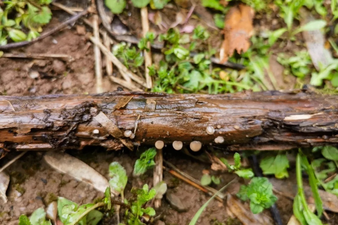 杭州余杭发现4个中国新记录物种