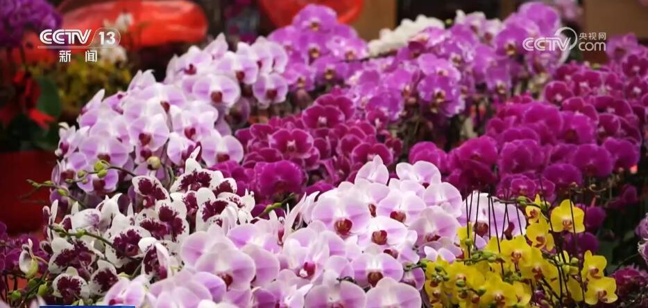 “小”花朵成致富“大”产业 花卉产业“一路生花”激活千亿产业链