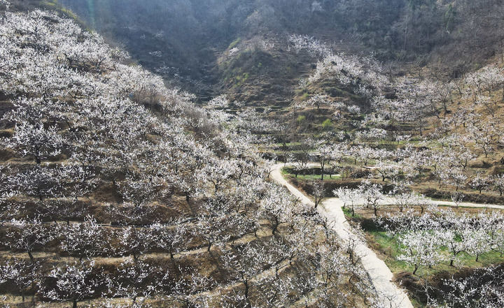 北京平谷：杏花绽放春意浓