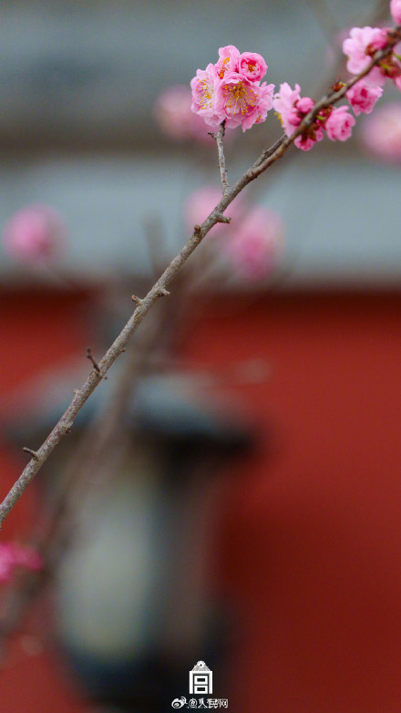 故宫梅花惊艳盛放