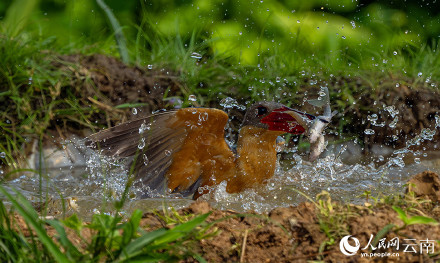 难得一见!红唇鹳嘴翡翠捕鱼特写 难得一见!红唇鹳嘴翡翠捕鱼特写