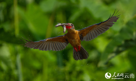 难得一见!红唇鹳嘴翡翠捕鱼特写 难得一见!红唇鹳嘴翡翠捕鱼特写