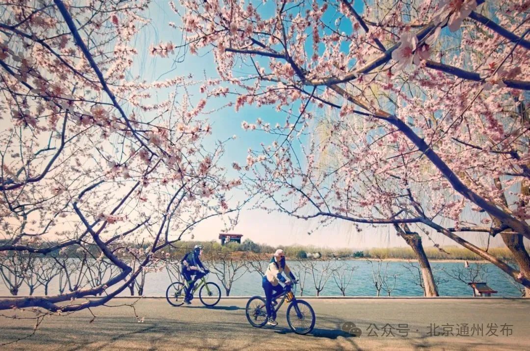 太美啦！北京城市副中心推出三条“赏花+”特色路线！快来打卡~