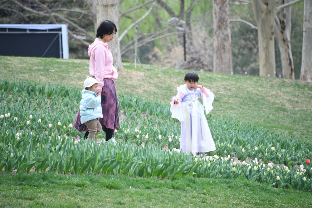 北京:清明赏花游 北京:清明赏花游