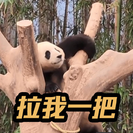 上新了！调皮福宝专属表情包