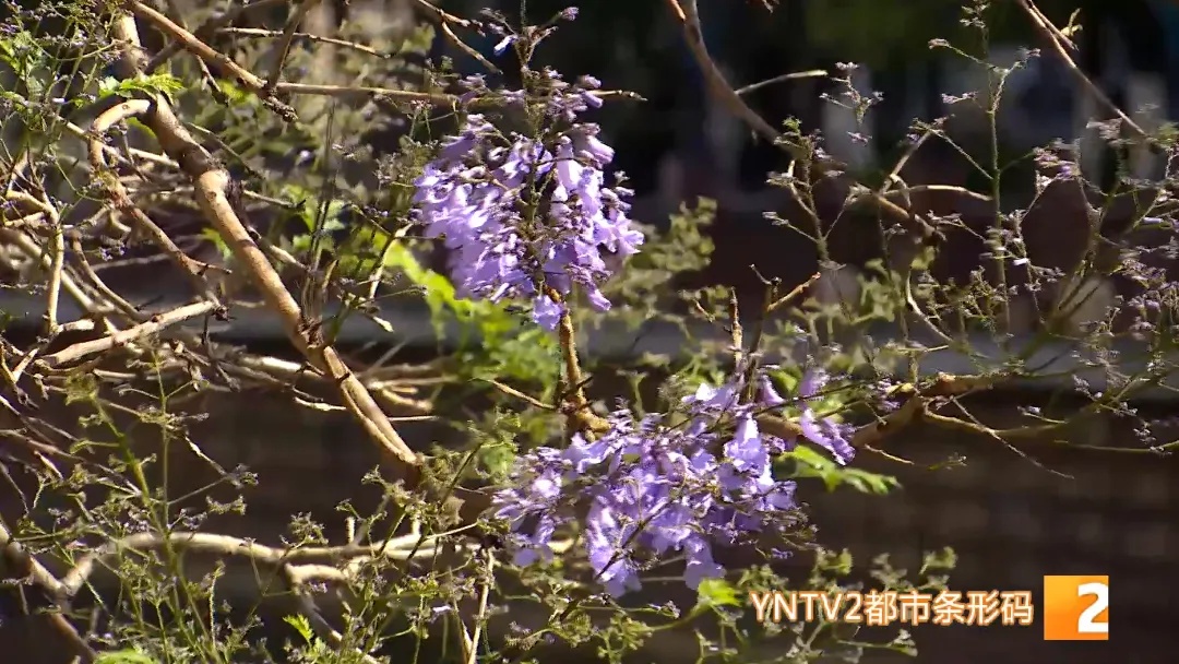 昆明蓝花楹开了？游客专程来打卡，结果……