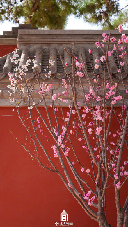 故宫梅花惊艳盛放