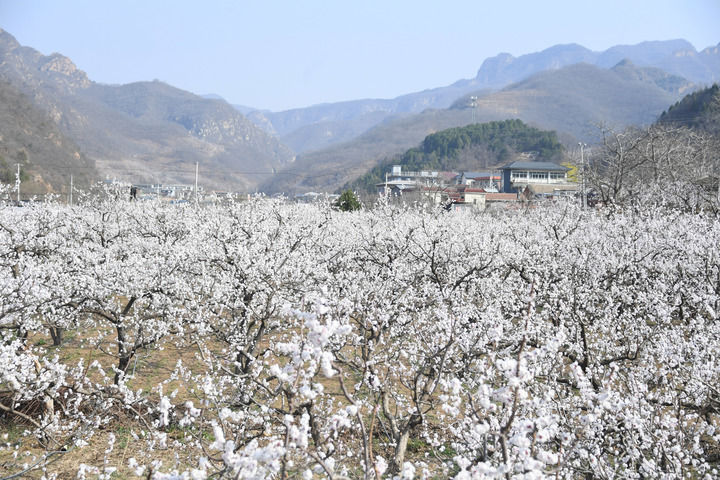 北京平谷：杏花绽放春意浓
