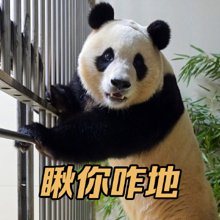 上新了！调皮福宝专属表情包