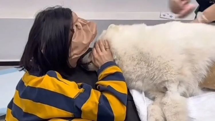 武汉宠物殡葬业兴起：殡葬师5年送走5000只