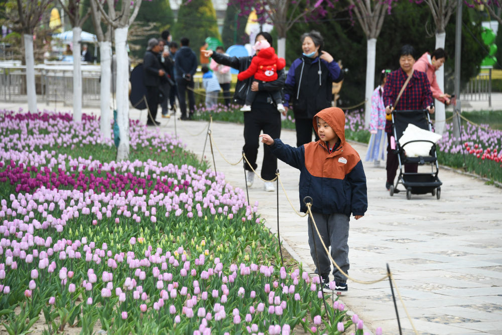北京:清明赏花游 北京:清明赏花游