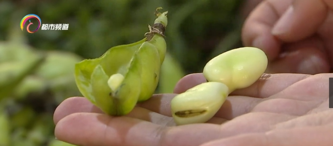 提醒！蚕豆虽美味，但这类人群千万不能吃