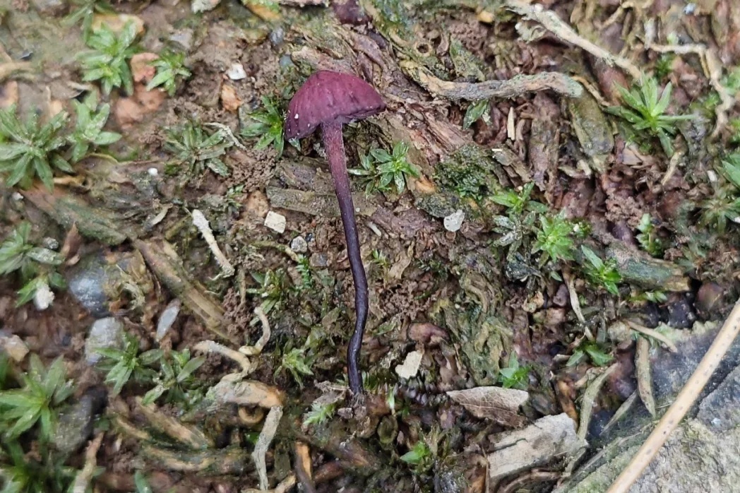 杭州余杭发现4个中国新记录物种