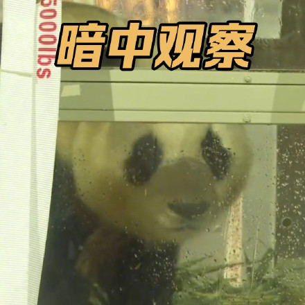 上新了！调皮福宝专属表情包