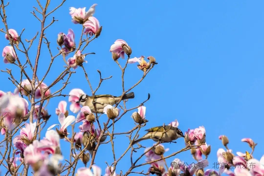 太美啦！北京城市副中心推出三条“赏花+”特色路线！快来打卡~