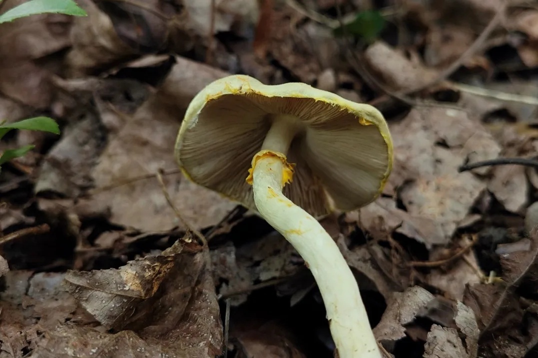 杭州余杭发现4个中国新记录物种