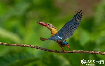 难得一见!红唇鹳嘴翡翠捕鱼特写 难得一见!红唇鹳嘴翡翠捕鱼特写