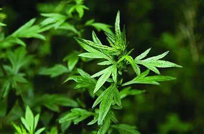 春天第一口美味来袭！艾糍清香甜糯，怎么吃才更健康？