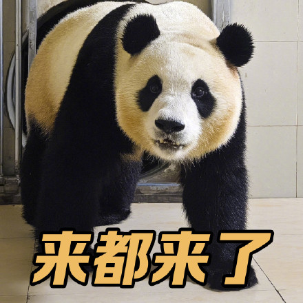 上新了！调皮福宝专属表情包