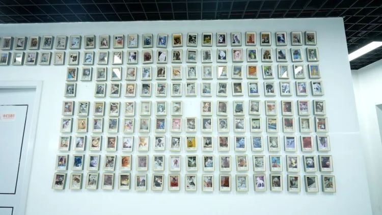 武汉宠物殡葬业兴起：殡葬师5年送走5000只