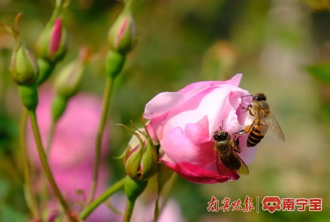 清明踏青祭祖，警惕虫蚁叮咬！