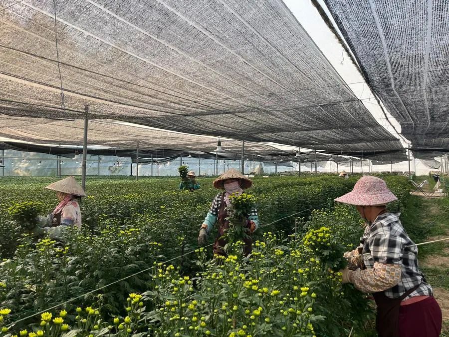 产量预计超3.5亿支!海南这地菊花香飘海内外 产量预计超3.5亿支!海南这地菊花香飘海内外
