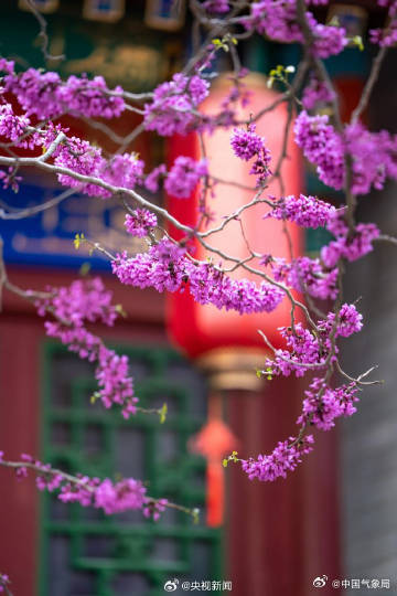 美！红砖绿瓦旁紫荆花开如瀑